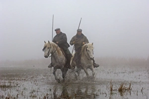 Guardians rounding up horses in the Camargue Provence France on a foggy morning in April Guardians rounding up horses in the Camargue Provence France on a foggy morning in April