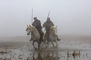 Horse Prints: Guardians rounding up horses in the Camargue Provence France on a foggy morning in April