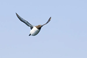 Guilemot Prints: Guilemot Uria aalge Northumberland spring UK