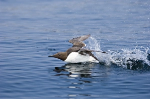 Guilemot Uria aalge taking off from water UK summer