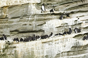 Guilemots Uria aalge breeding on cliff ledge Noss Shetland June Guilemots Uria aalge breeding on cliff ledge Noss Shetland June