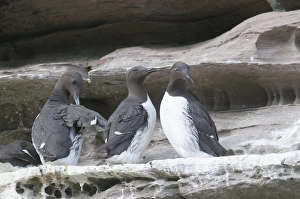 Guilemots Uria aalge including Bridled Guilemot on nest ledge on Noss Shetland June Guilemots Uria aalge including Bridled Guilemot on nest ledge on Noss Shetland June