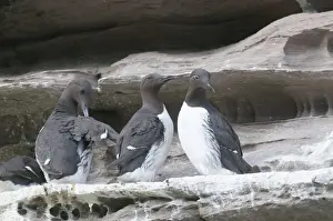 Shetland Prints: Guilemots Uria aalge including Bridled Guilemot on nest ledge on Noss Shetland June