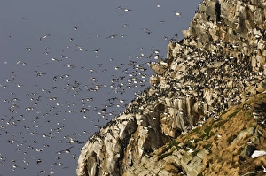 Guilemots Uria aalge returning to their nest ledges in early spring Hornoya Island Guilemots Uria aalge returning to their nest ledges in early spring Hornoya Island