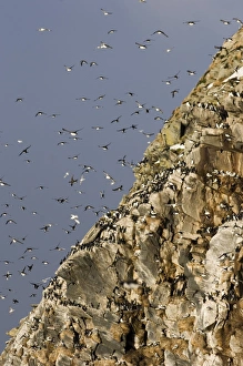 Guilemots Uria aalge returning to their nest ledges in early spring Hornoya Island