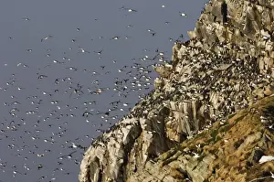 Guilemot Prints: Guilemots Uria aalge returning to their nest ledges in early spring Hornoya Island