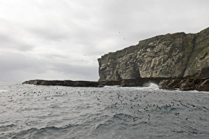 Cliff Prints: Guilemots Uria aalge on sea Noss Shetland summer