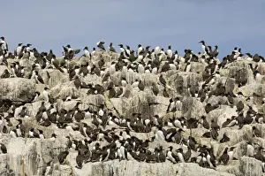 Colony Prints: Guillemot colony Uria aalge Staple Island Farne Islands Northumberland summer