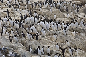 Guillemot Uria aalge adults on cliff top in breeding colony Inner Farne Farne Islands