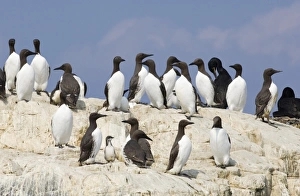 Guillemot Uria aalge adults on cliff top in breeding colony Inner Farne Farne Islands Guillemot Uria aalge adults on cliff top in breeding colony Inner Farne Farne Islands