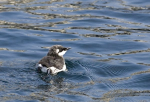 Guillemot Uria aalge chick on sea Inner Farne Farne Islands Northumberland spring Guillemot Uria aalge chick on sea Inner Farne Farne Islands Northumberland spring