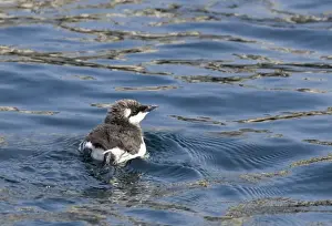 Fledgling Prints: Guillemot Uria aalge chick on sea Inner Farne Farne Islands Northumberland spring