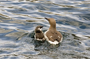 Guillemot Uria aalge with chick at sea off Farne Islands Northumberland July Guillemot Uria aalge with chick at sea off Farne Islands Northumberland July