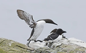 Guillemot Uria aalge coming in to land Inner Farne Farne Islands Northumberland spring Guillemot Uria aalge coming in to land Inner Farne Farne Islands Northumberland spring