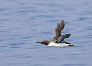 Seabird Prints: Guillemot Uria aalge Inner Farne Farne Islands Northumberland spring