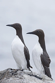 Guillemot Uria aalge pair at breeding colony Inner Farne Farne Islands Northumberland Guillemot Uria aalge pair at breeding colony Inner Farne Farne Islands Northumberland