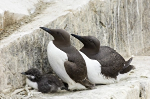 Guillemot Uria aalge pair with chick in breeding colony Inner Farne Farne Islands Guillemot Uria aalge pair with chick in breeding colony Inner Farne Farne Islands