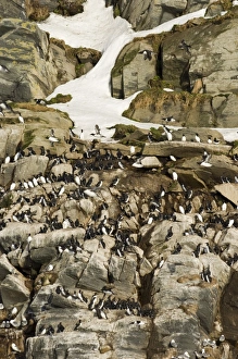 Guillemots uria aalge on cliff ledges in early spring on island of Hornoya at Varanger Guillemots uria aalge on cliff ledges in early spring on island of Hornoya at Varanger