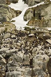 Cliff Prints: Guillemots uria aalge on cliff ledges in early spring on island of Hornoya at Varanger