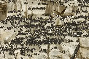Guillemots uria aalge on cliff ledges in early spring on island of Hornoya at Varanger