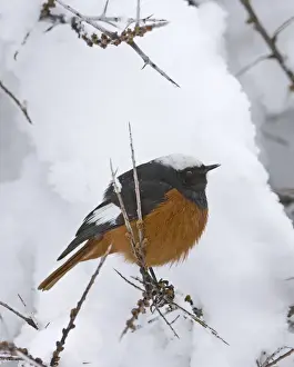 Guldenstadts Redstart Phoenicurus erythrogaster male Kazbegi Great Caucasus Georgia