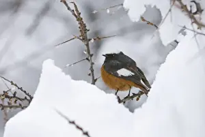 Guldenstadts Redstart Phoenicurus erythrogaster male Kazbegi Great Caucasus Georgia