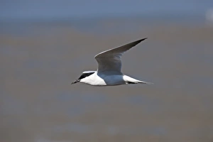 Gull-billed Tern Sterna nilotica in breeding plumage Queensland Australia Gull-billed Tern Sterna nilotica in breeding plumage Queensland Australia