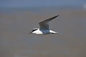 Australia Prints: Gull-billed Tern Sterna nilotica in breeding plumage Queensland Australia