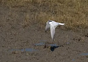 Australia Prints: Gull-billed Tern Sterna nilotica in non breeding plumage Cairns Queensland Australia