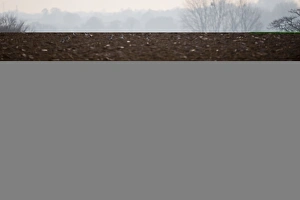 Gulls following a plough at Buckenham in the Yare Valley Norfolk winter Gulls following a plough at Buckenham in the Yare Valley Norfolk winter
