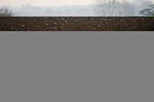 Agriculture Prints: Gulls following a plough at Buckenham in the Yare Valley Norfolk winter