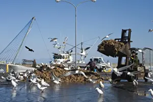 Japan Prints: Gulls largely Slaty-backed Gulls Larus schisisogus feeding on dead starfish dumped