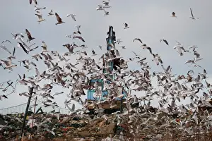 Scavenging Prints: Gulls mainly Herring and Black-headed Gulls on rubbish tip Edgfield Norfolk winter