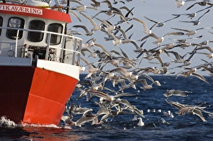 Gulls mainly Herring Gulls following fishing trawler at mouth of Varanger Fjord Arctic Gulls mainly Herring Gulls following fishing trawler at mouth of Varanger Fjord Arctic