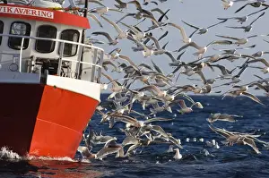 Scavenger Prints: Gulls mainly Herring Gulls following fishing trawler at mouth of Varanger Fjord Arctic