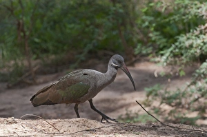 Hadada Ibis Bostrychia hagedash Samburu Kenya