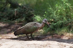 Kenya Prints: Hadada Ibis Bostrychia hagedash Samburu Kenya