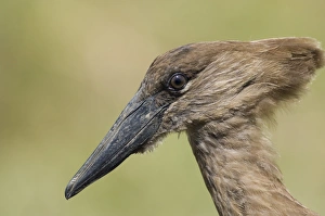 Hamerkop Scopus umbretta Masai Mara Kenya July