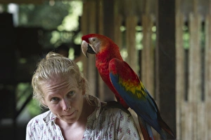 Hand reared Scarlet Macaw Ara macao at Tambopata, Research Centre Amazon Rainforest Peru Hand reared Scarlet Macaw Ara macao at Tambopata, Research Centre Amazon Rainforest Peru