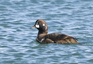 Harlequin Duck Histrionicus histrionicus eclipse male January Hokkaido Japan Harlequin Duck Histrionicus histrionicus eclipse male January Hokkaido Japan