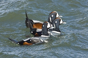 Harlequin Ducks Histrionicus histrionicus New Jersey USA winter Harlequin Ducks Histrionicus histrionicus New Jersey USA winter