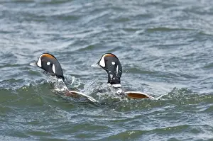 Harlequin Ducks Histrionicus histrionicus New Jersey USA winter