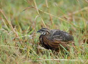 Africa Prints: Harlequin Quail Coturnix delegorguei Masai Mara Kenya East Africa