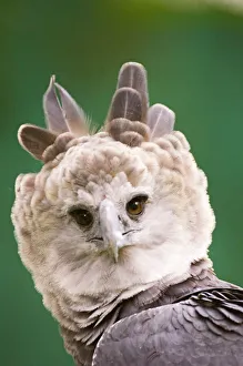 Harpy Eagle from Peregrine Fund re-introduction programme Panama Harpy Eagle from Peregrine Fund re-introduction programme Panama