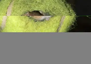 Harvest Mice Micromys minutus in tennis ball Norfolk summer