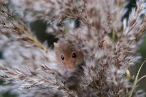 Harvest Mouse Prints: Harvest Mouse Microminys minutus Norfolk UK autumn