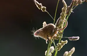 Micromys Minutus Prints: Harvest Mouse Micromys minutus baclit on grass stems Norfolk spring (wild - taken