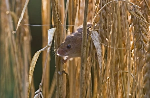 Harvest Mouse Micromys minutus on Barley Norfolk July