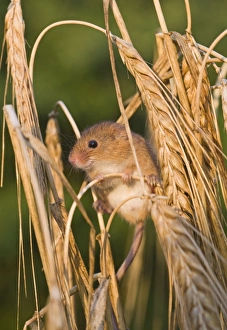 Harvest Mouse Micromys minutus on Barley Norfolk July