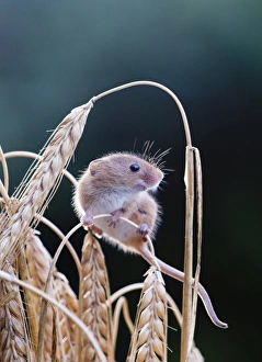Harvest Mouse Micromys minutus on Barley Norfolk July
